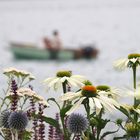 echinacea mit geisterschiff