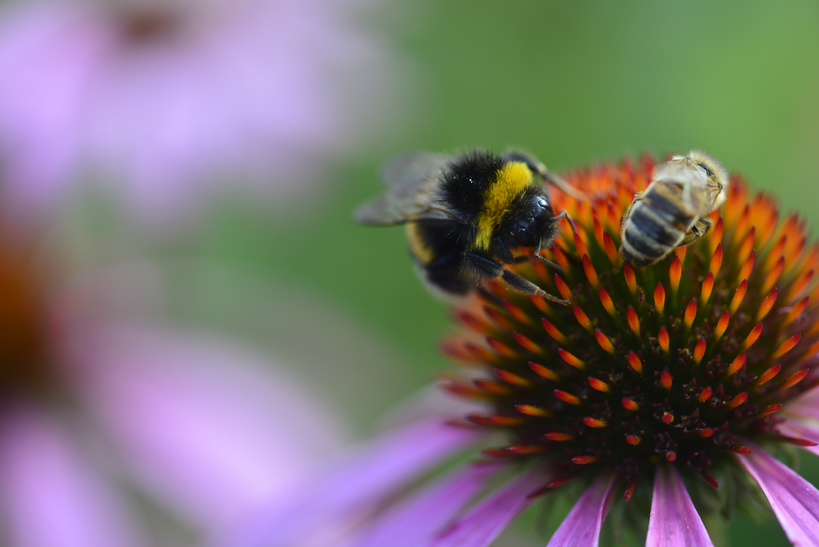 Echinacea mit Hummel