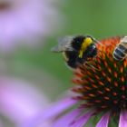 Echinacea mit Hummel