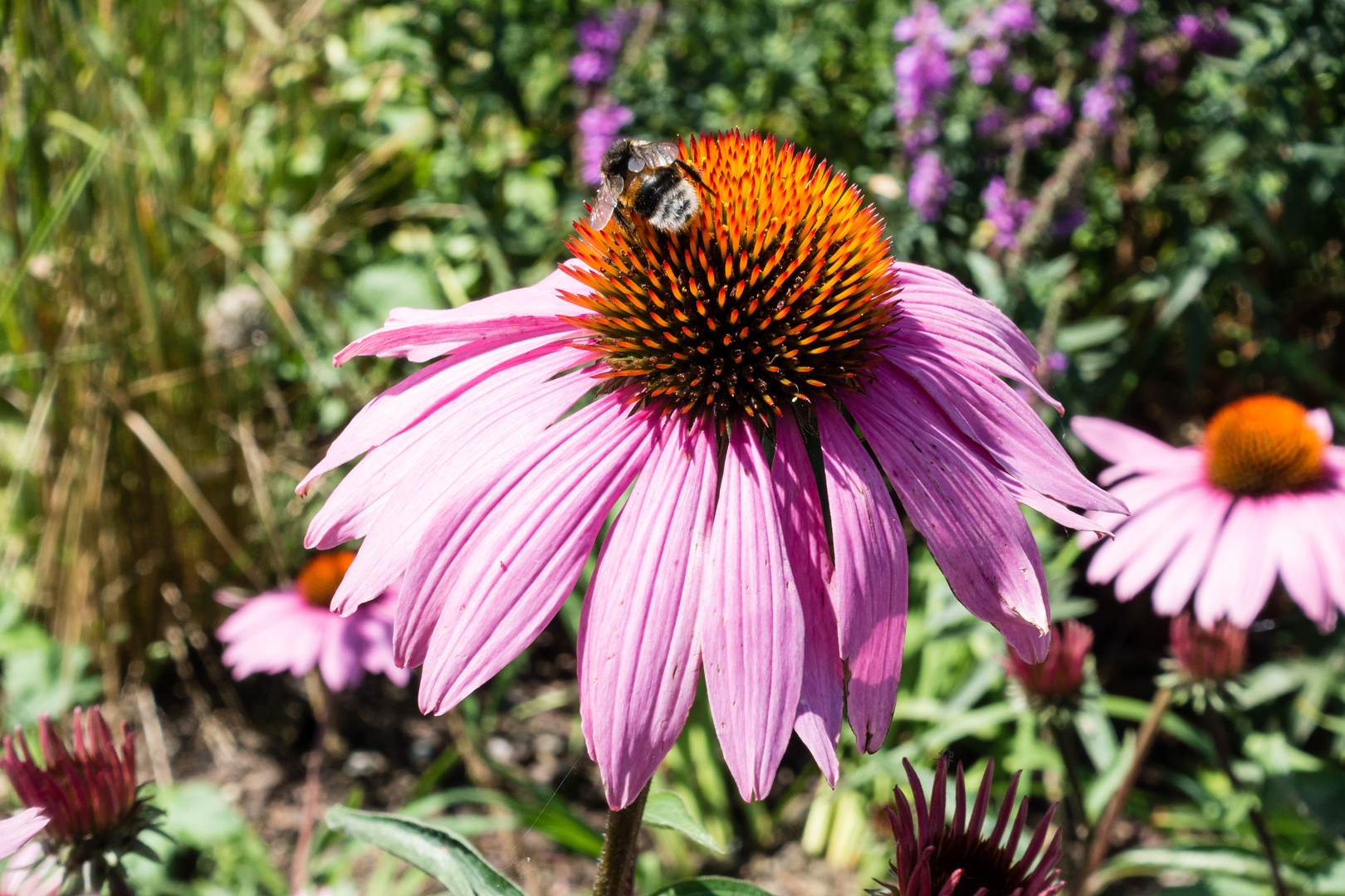 Echinacea mit Hummel