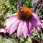 Echinacea mit Hummel