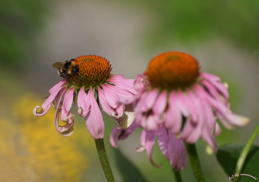 Echinacea mit Hummelbesuch