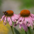 Echinacea mit Hummelbesuch