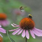 Echinacea mit Hummelbesuch