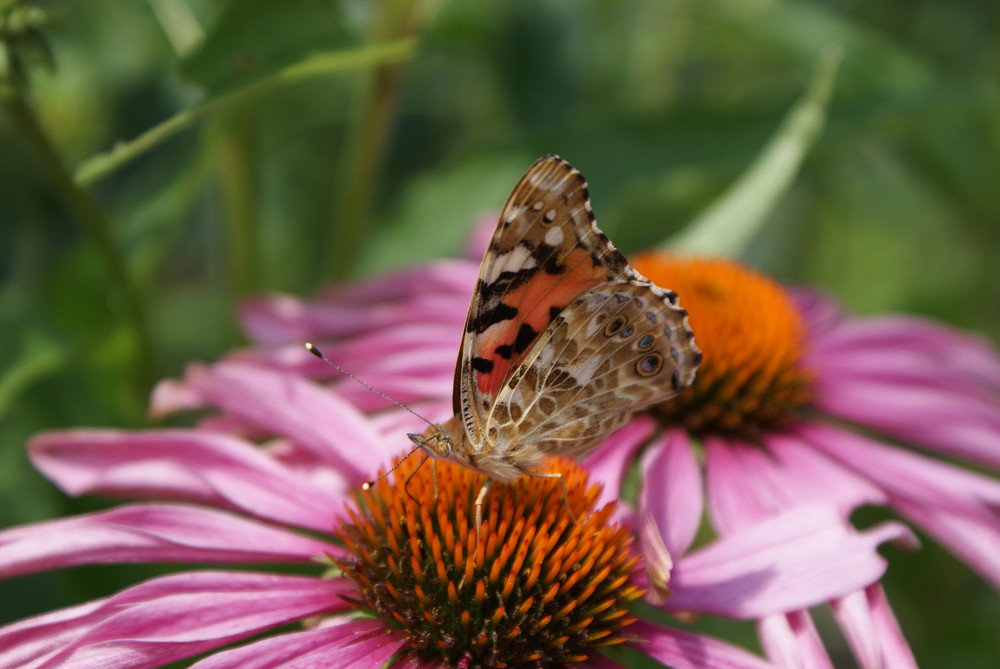 Echinacea mit Schmetterling