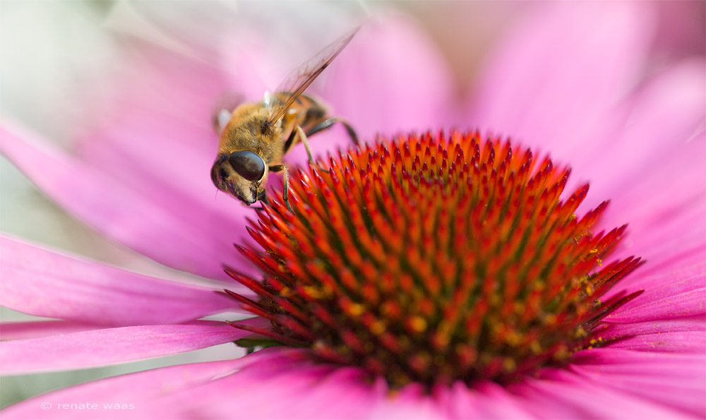 Echinacea mit Schwebfliege