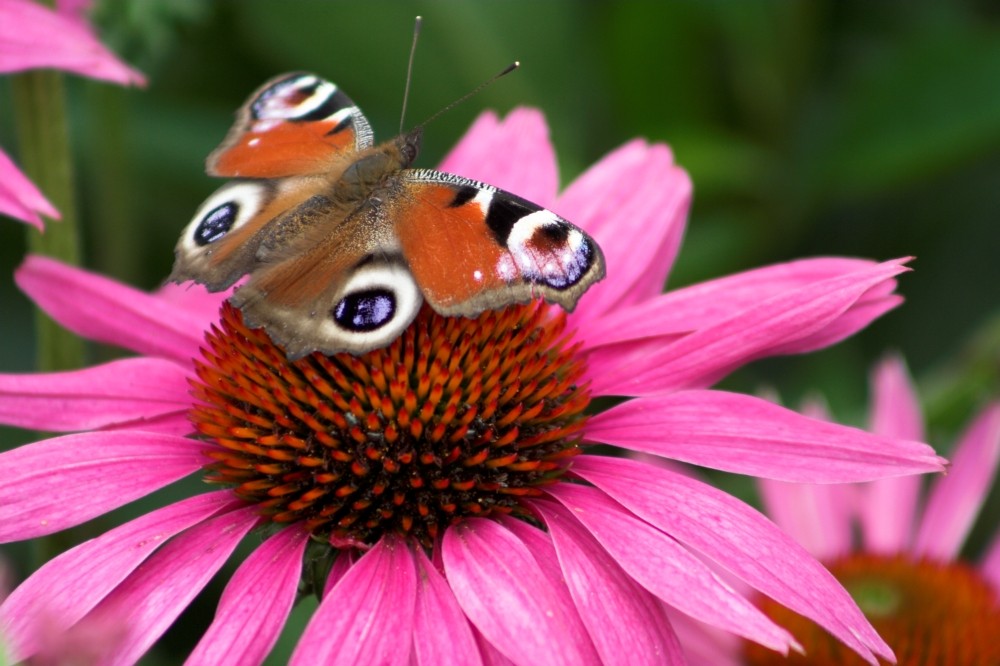 Echinacea mit Tagpfauenauge