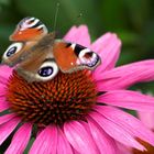 Echinacea mit Tagpfauenauge