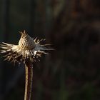 Echinacea nach dem Winter