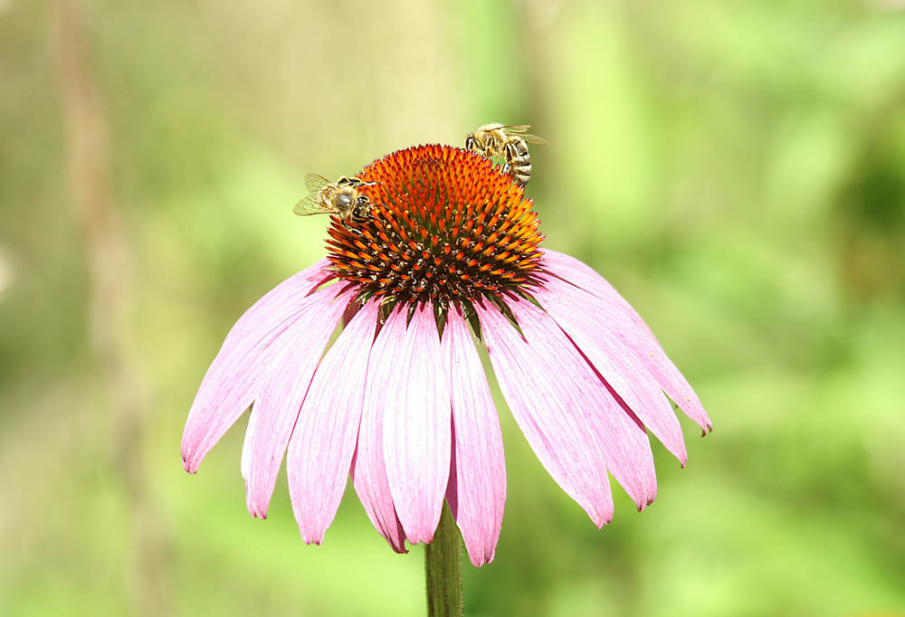 Echinacea oder der Sonnenhut