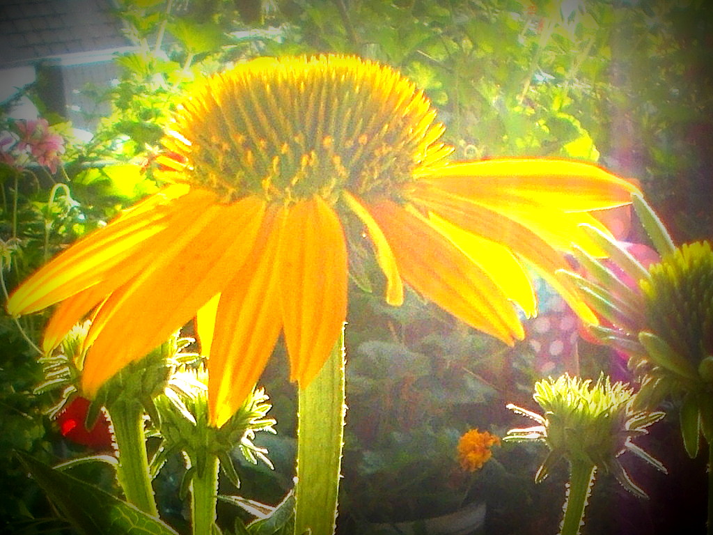 Echinacea oder Sonnenhut