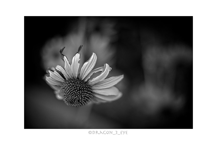 Echinacea One 