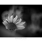 Echinacea One 