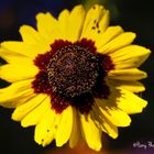 Echinacea paradoxa