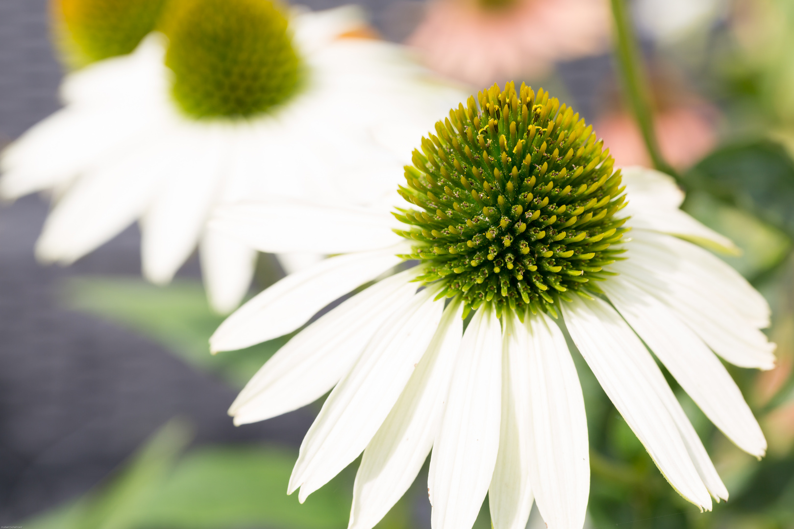 Echinacea (Purpur Sonnenhut)