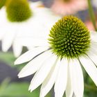 Echinacea (Purpur Sonnenhut)