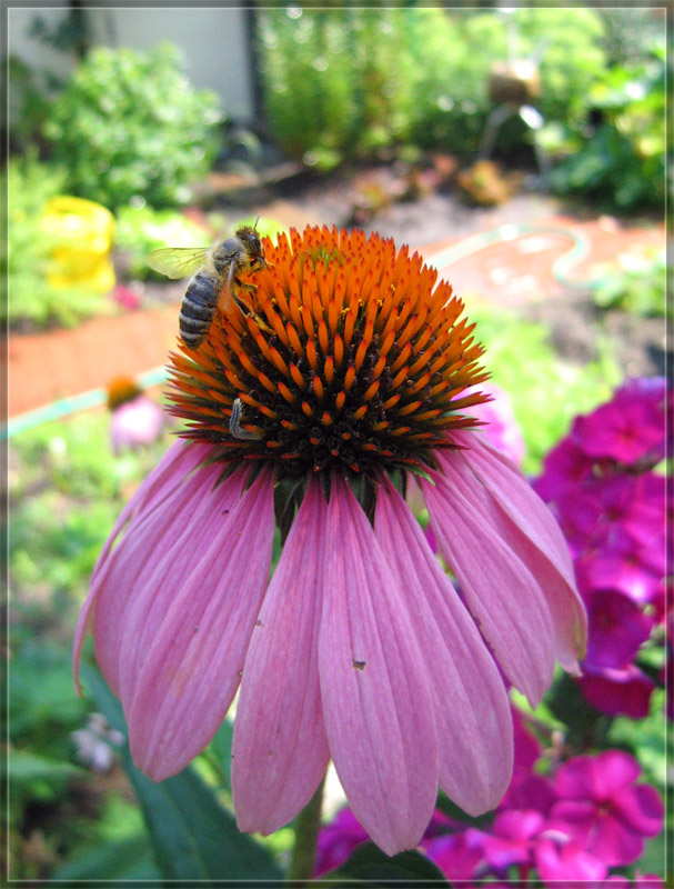 Echinacea purpurae