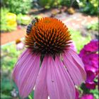 Echinacea purpurae