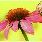 Echinacea purpurea*