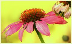 Echinacea purpurea*