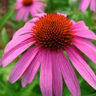 Echinacea purpurea