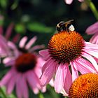 Echinacea purpurea