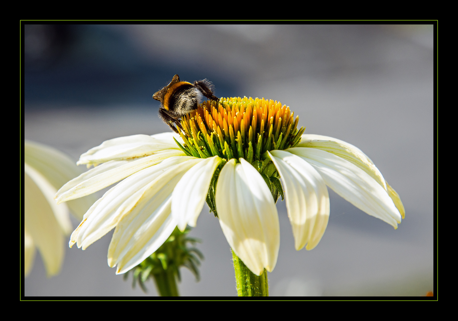 Echinacea purpurea