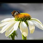 Echinacea purpurea