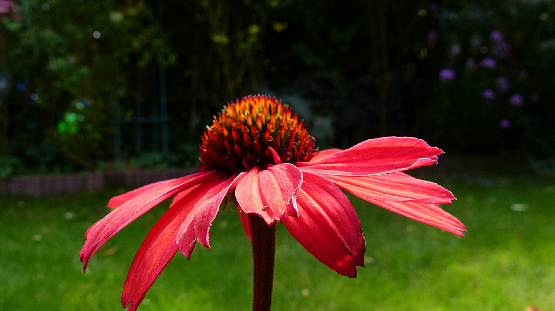 Echinacea purpurea 2