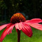 Echinacea purpurea 2