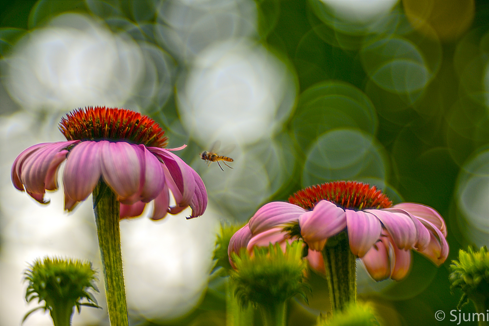 Echinacea purpurea 2