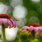 Echinacea purpurea 2