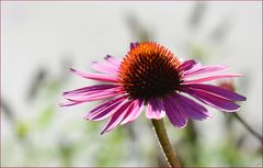 Echinacea purpurea