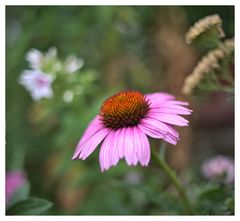 Echinacea purpurea