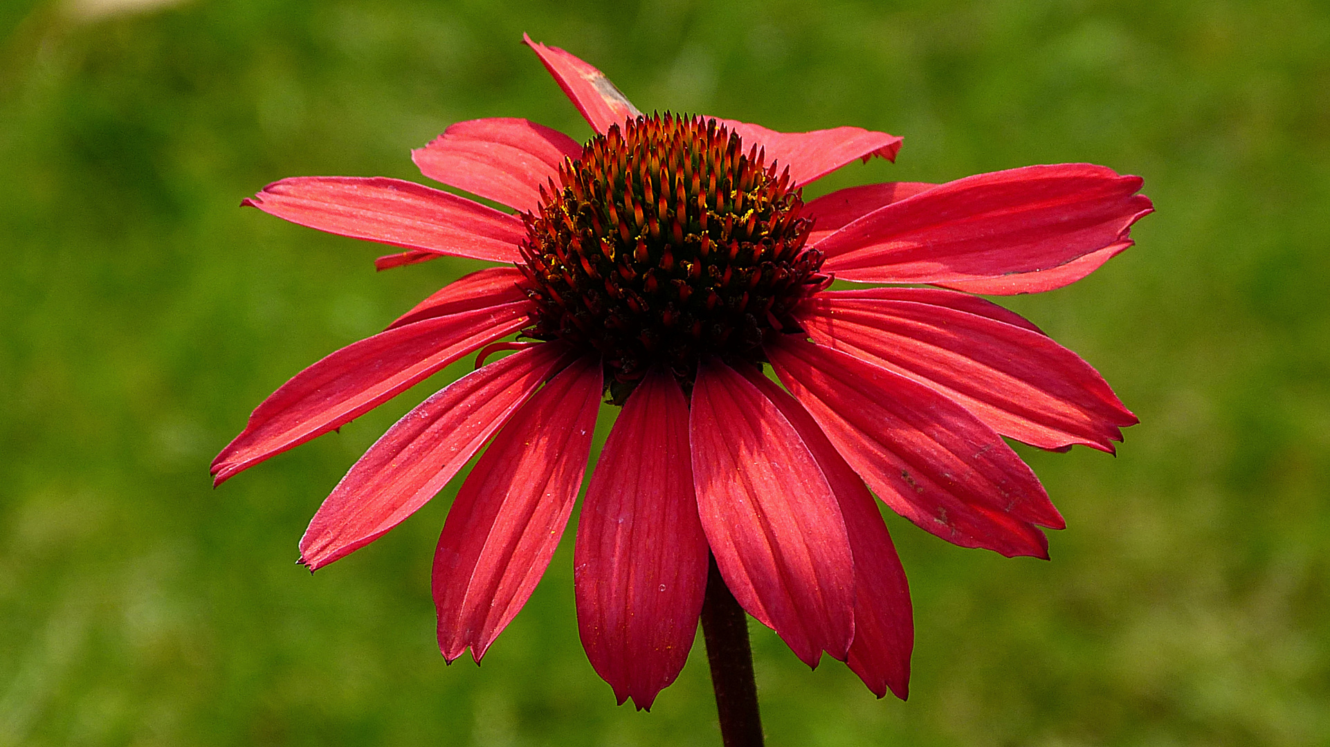 Echinacea purpurea 3