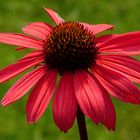 Echinacea purpurea 3