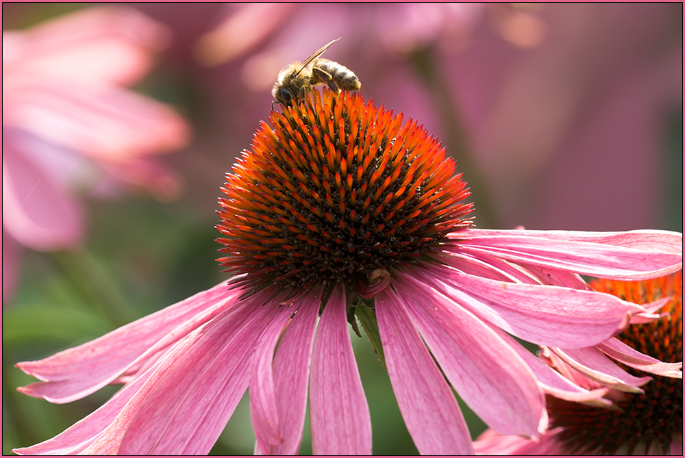 Echinacea purpurea