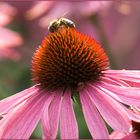 Echinacea purpurea