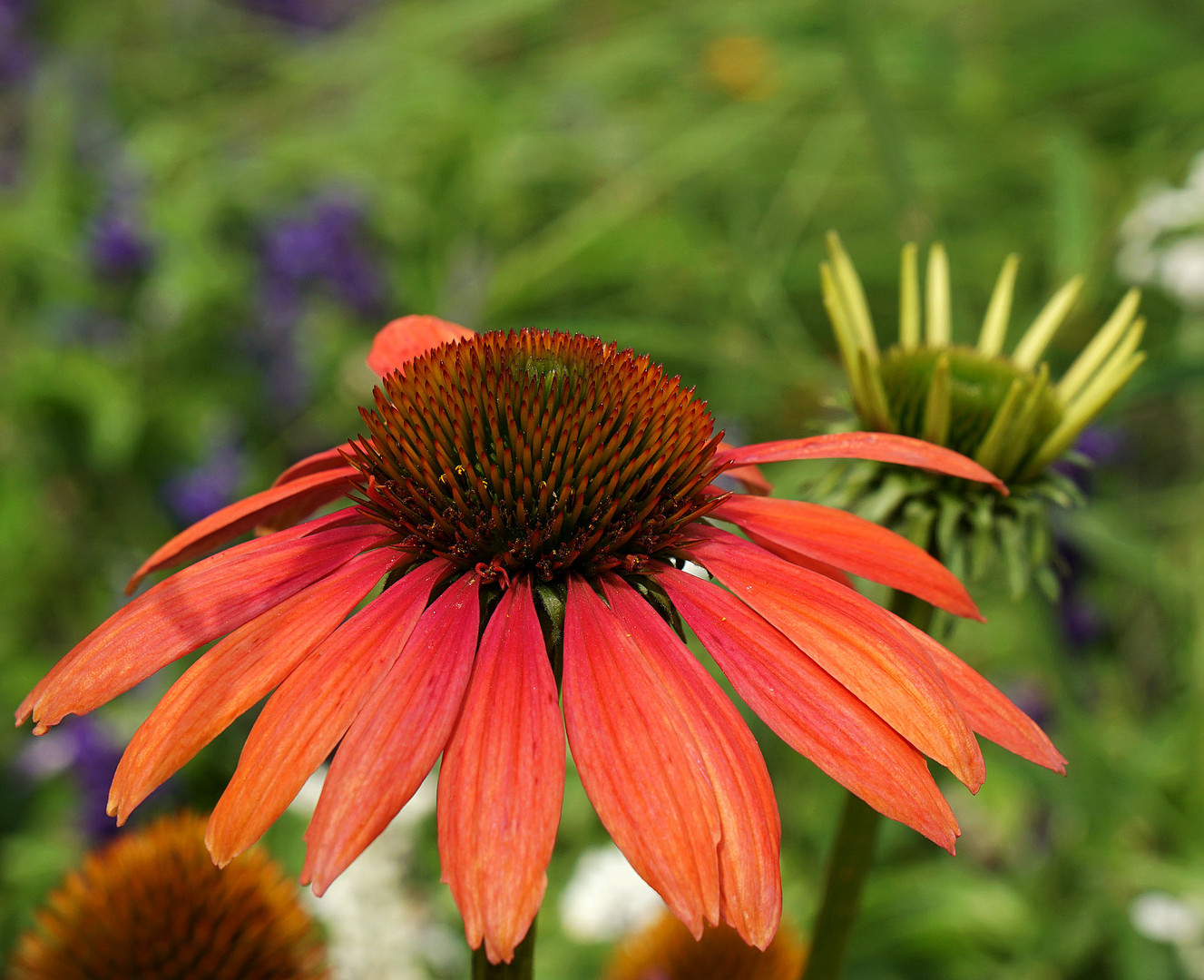 Echinacea purpurea