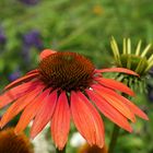 Echinacea purpurea