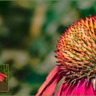 Echinacea purpurea