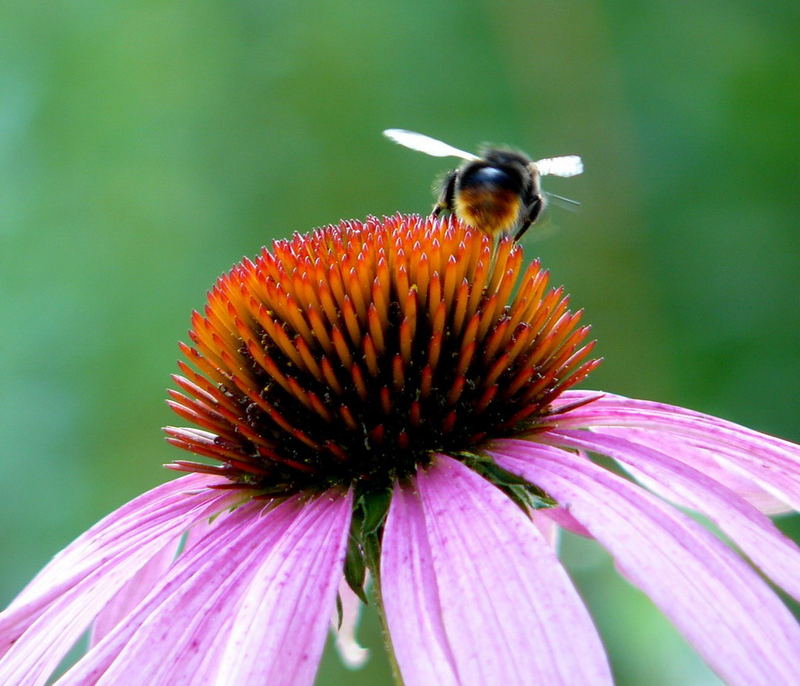 Echinacea purpurea