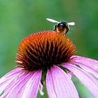 Echinacea purpurea