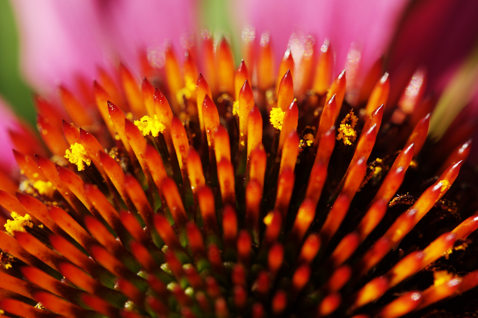 Echinacea purpurea