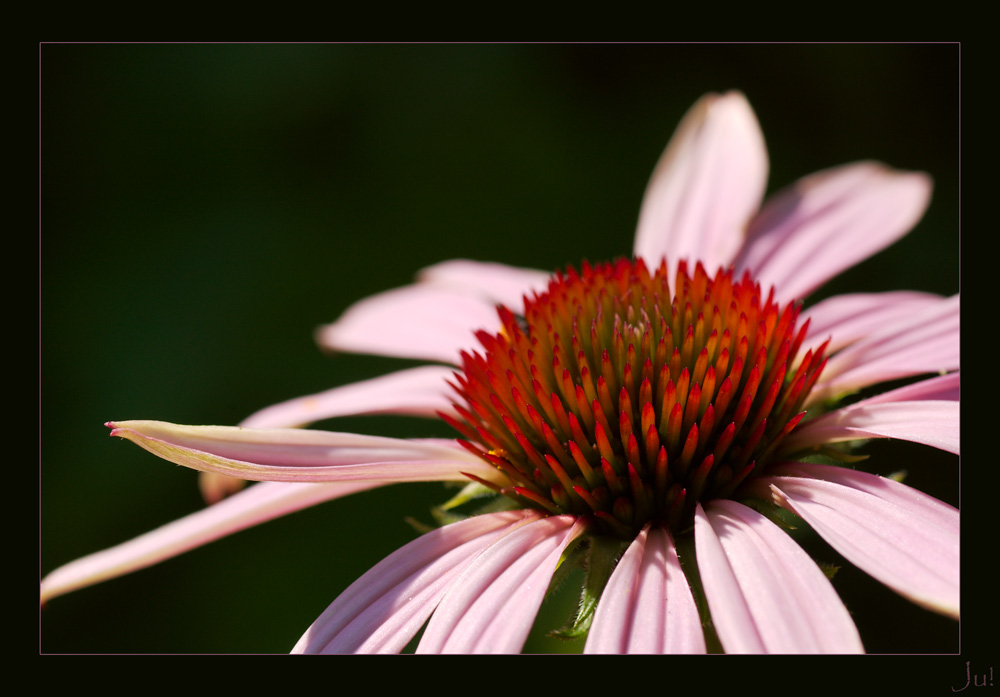 Echinacea purpurea