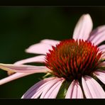 Echinacea purpurea