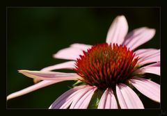 Echinacea purpurea