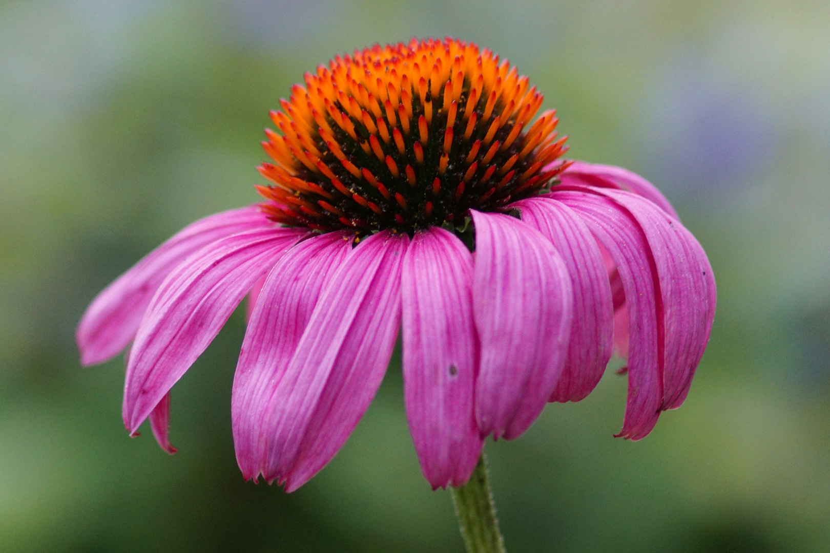 Echinacea purpurea Foto & Bild | blume, blumen, blüte Bilder auf ...