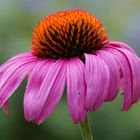 Echinacea purpurea