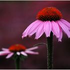 Echinacea purpurea